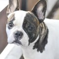 犬がお留守番中に部…