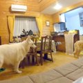 大型犬を『2匹だけで…