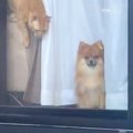 なんとなく『窓から…