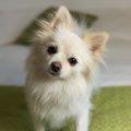 犬も『悪知恵』を働…