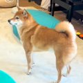 おばあちゃんが『犬…
