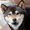 犬が『懐かない人』…