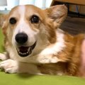 大好きな兄に撫でら…