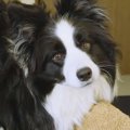 犬と一緒にお昼寝し…
