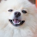 犬の鼻腔狭窄の原因…