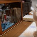 子猫と遊びたいあま…