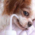 犬が『脱水症状』に…