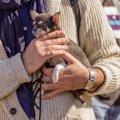 犬を人混みに連れて…