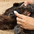 犬の肉球クリーム、…