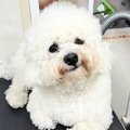真っ白な犬とドッグ…