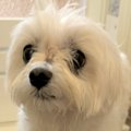 お風呂で『犬の脚だ…