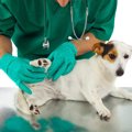 犬が変な座り方する…