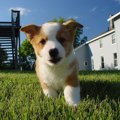 犬のケンネルコフ（…