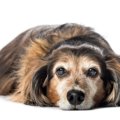 愛犬に介護が必要に…