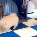 小さな子犬のことが…