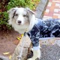 お父さんと散歩中、…