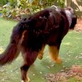 大型犬が亡くなる前…