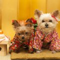 犬に『おもち』は与…
