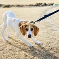 怒ってる？愛犬が『…