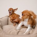 『犬見知りな犬』が…