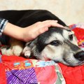 愛犬が余命宣告され…