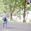 『小型犬に散歩』は…
