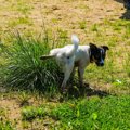 犬が『おしっこをし…