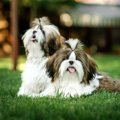 『体臭が強い犬種』…