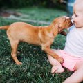 犬が人を舐める理由…