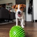 室内で飼っている犬…