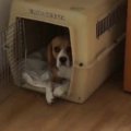 ゴメンナサイ…部屋を…