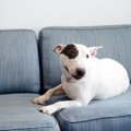 犬の『ウンチ』が散…
