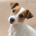 犬が理解しやすい『…