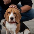 嫌がられる…！犬が『…