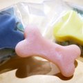 今使っているわんち…