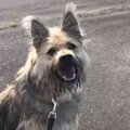 散歩でも穴掘りにハ…