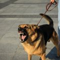 犬を『気付かないう…