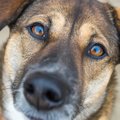 犬の目にも起こる、…