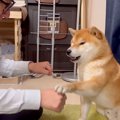 犬に『赤ちゃんの名…