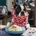 愛犬の負担になって…