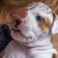 犬が飼い主の顔を舐…