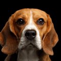 犬の『名前』につい…