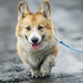 雨の日に犬の散歩を…