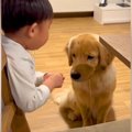 大型犬2匹にりんごを…