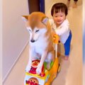 犬が『赤ちゃんの運…