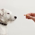 犬のアトピー治療薬…