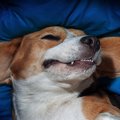 犬も悪夢にうなされ…