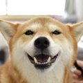 犬が『うっとり顔』…