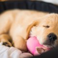 犬が心地良いと感じ…