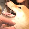 手術をした犬が、帰…